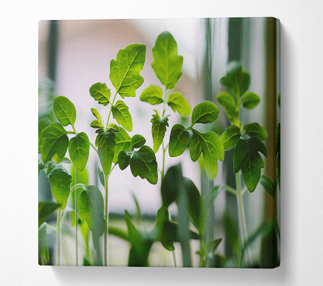  A Canvas Print of Baby foliage growing Canvas Wall Art