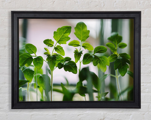 Baby foliage growing Framed Print