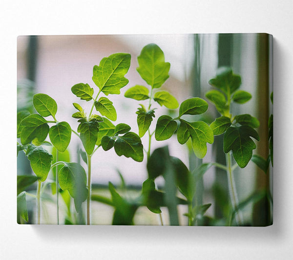  A Canvas Print of Baby foliage growing Canvas Wall Art