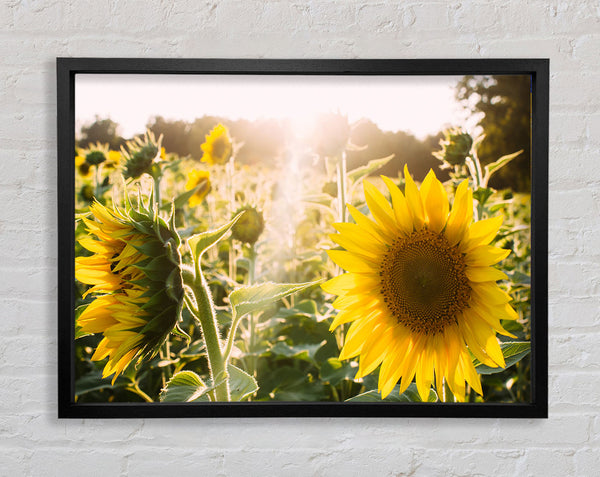 Sunflowers standing tall Framed Print