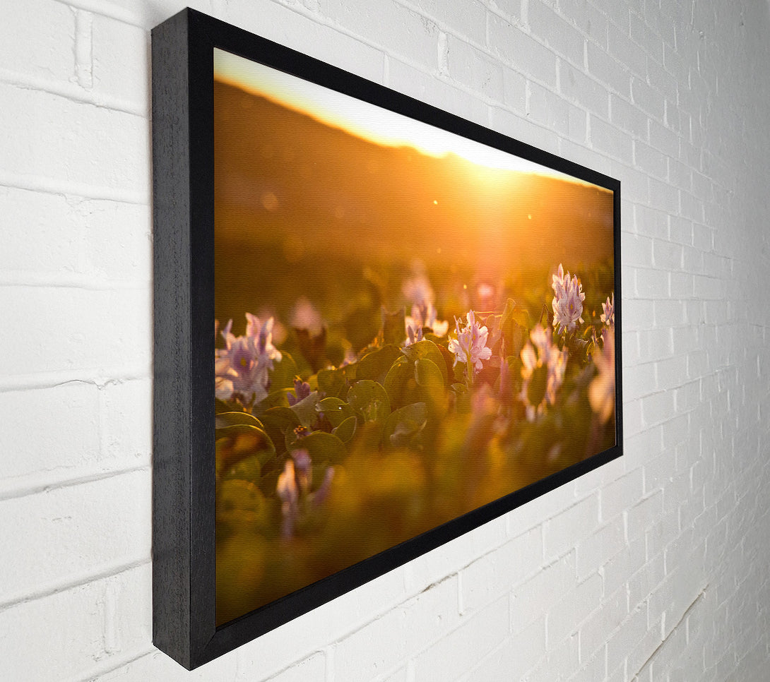  A Canvas Print of Diffused light on the meadow Canvas Print