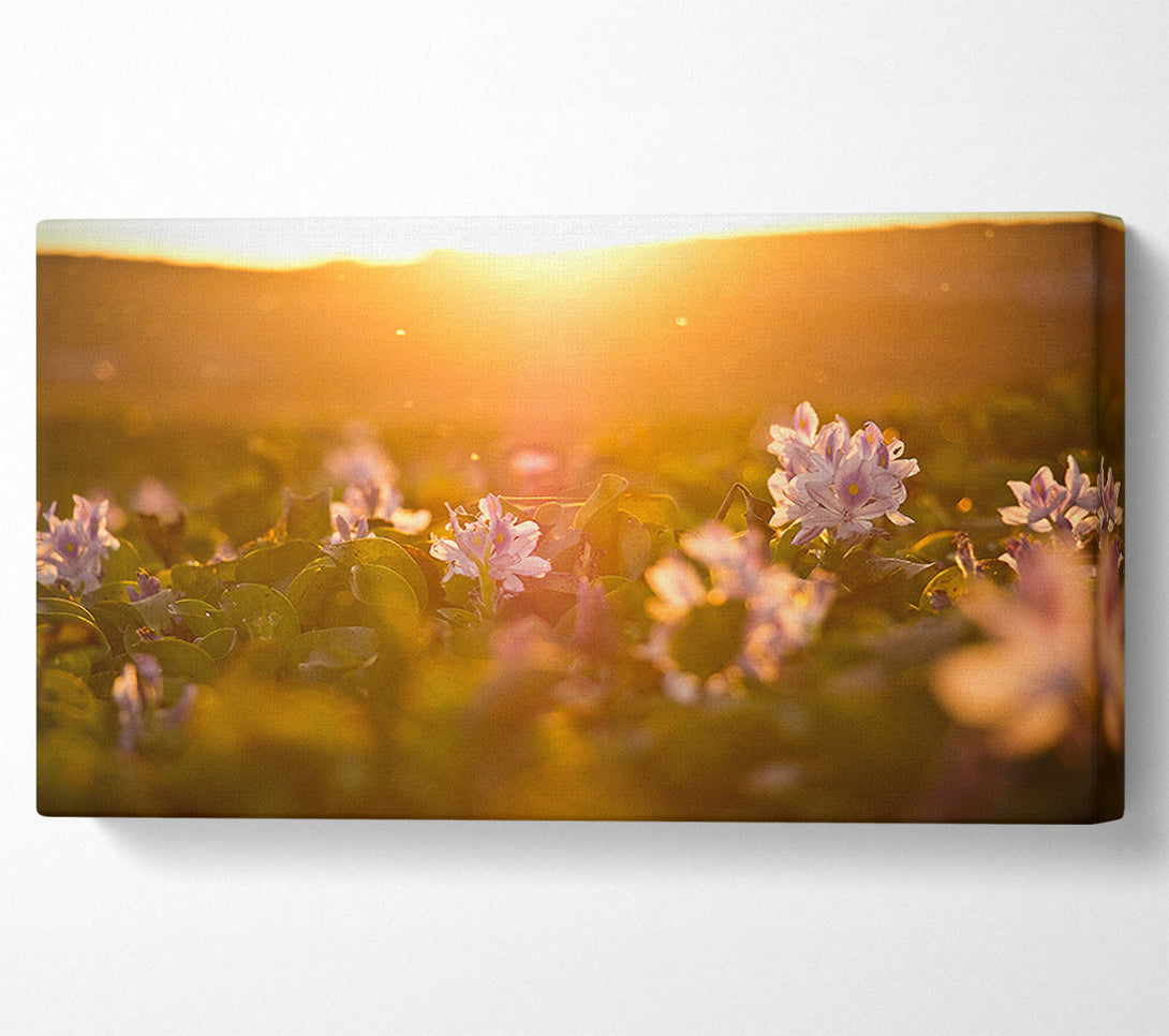  A Canvas Print of Diffused light on the meadow Canvas Print