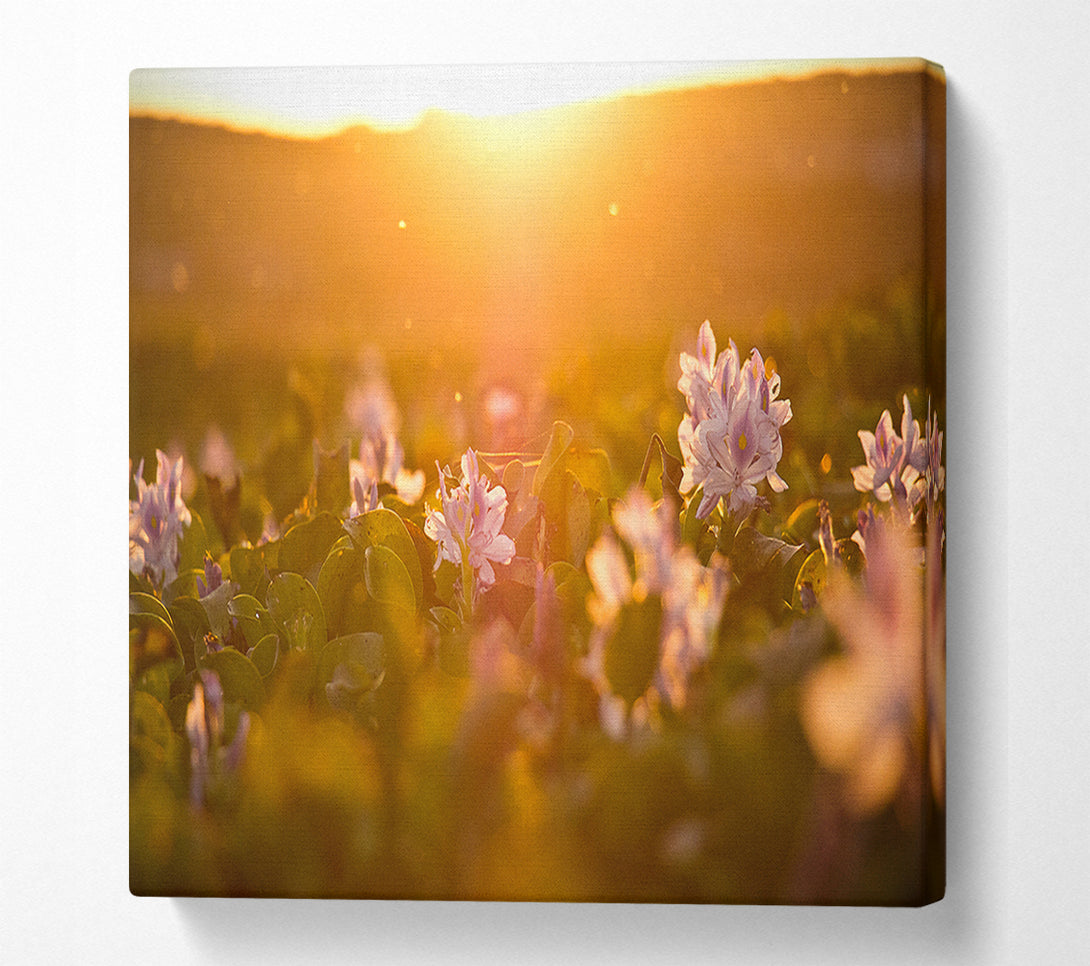  A Canvas Print of Diffused light on the meadow Canvas Print