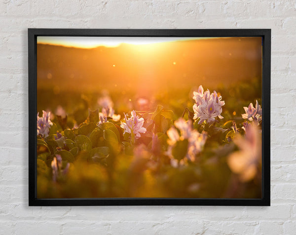 Diffused light on the meadow Framed Print