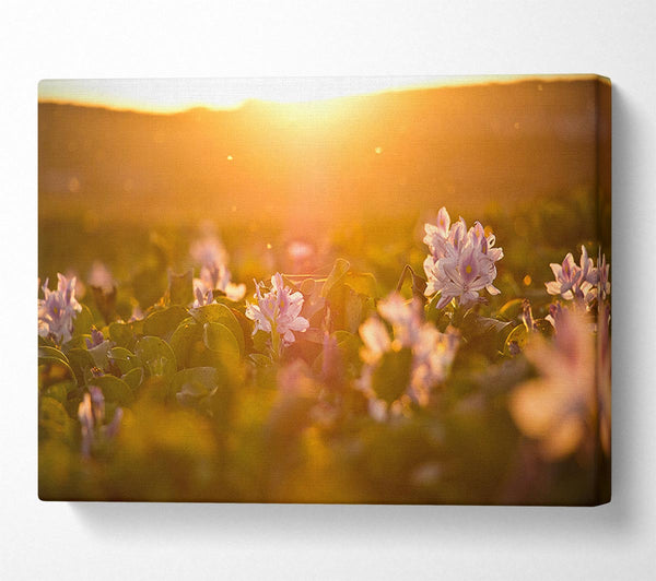  A Canvas Print of Diffused light on the meadow Canvas Print