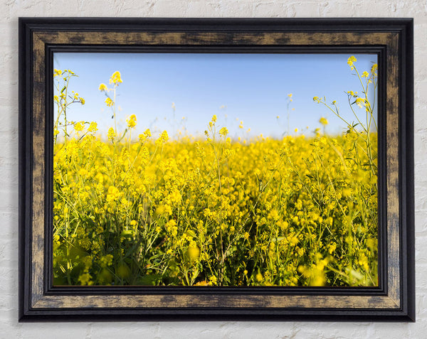 Summer harvest fields Framed Print