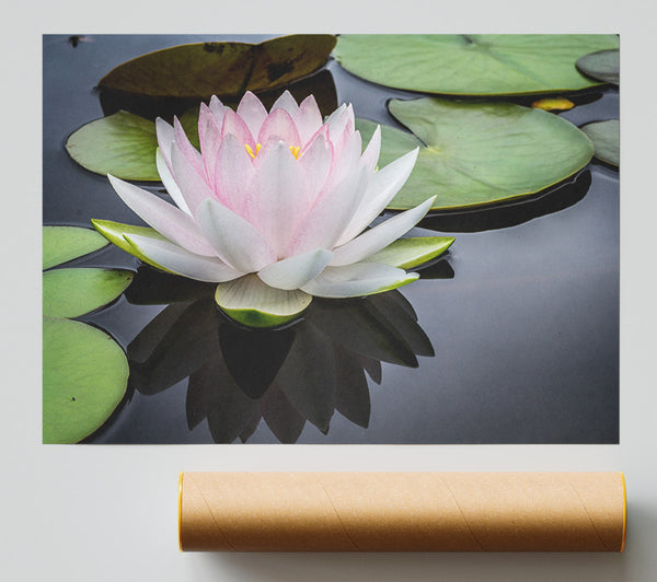 Pond Plant Floating On The Lake Giclee Print