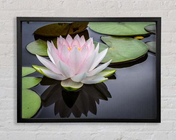 Pond plant floating on the lake Framed Print