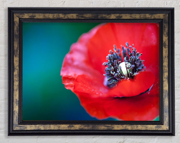 close look inside a poppy Framed Print