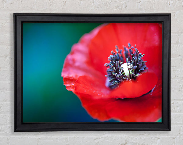close look inside a poppy Framed Print
