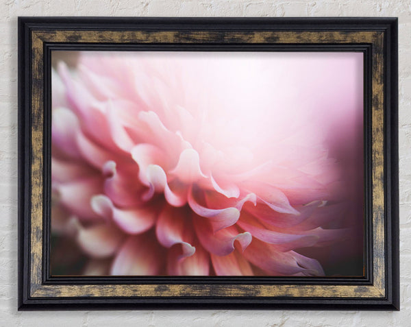 pink flower opening inside Framed Print