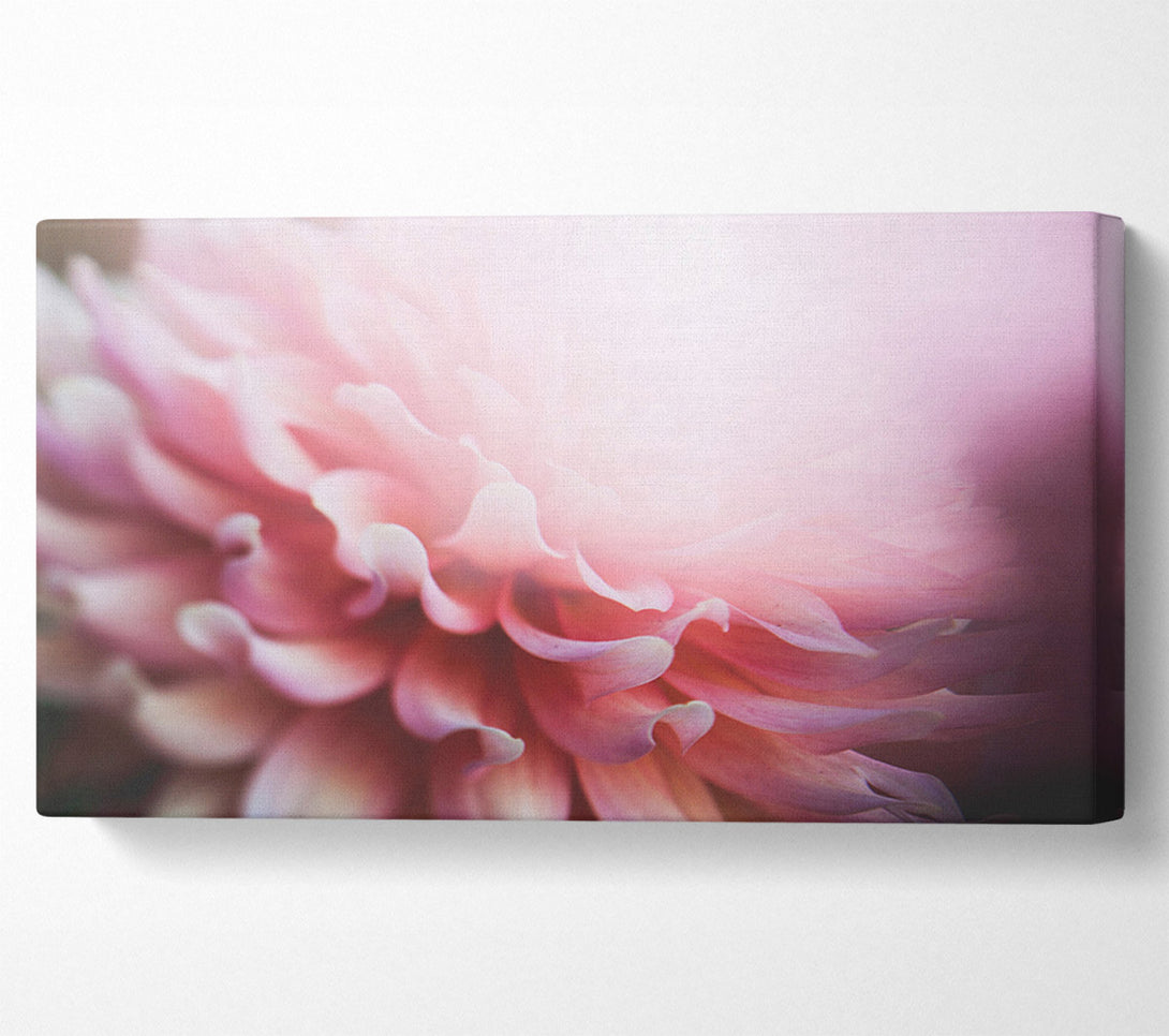  A Canvas Print of pink flower opening inside Canvas Art