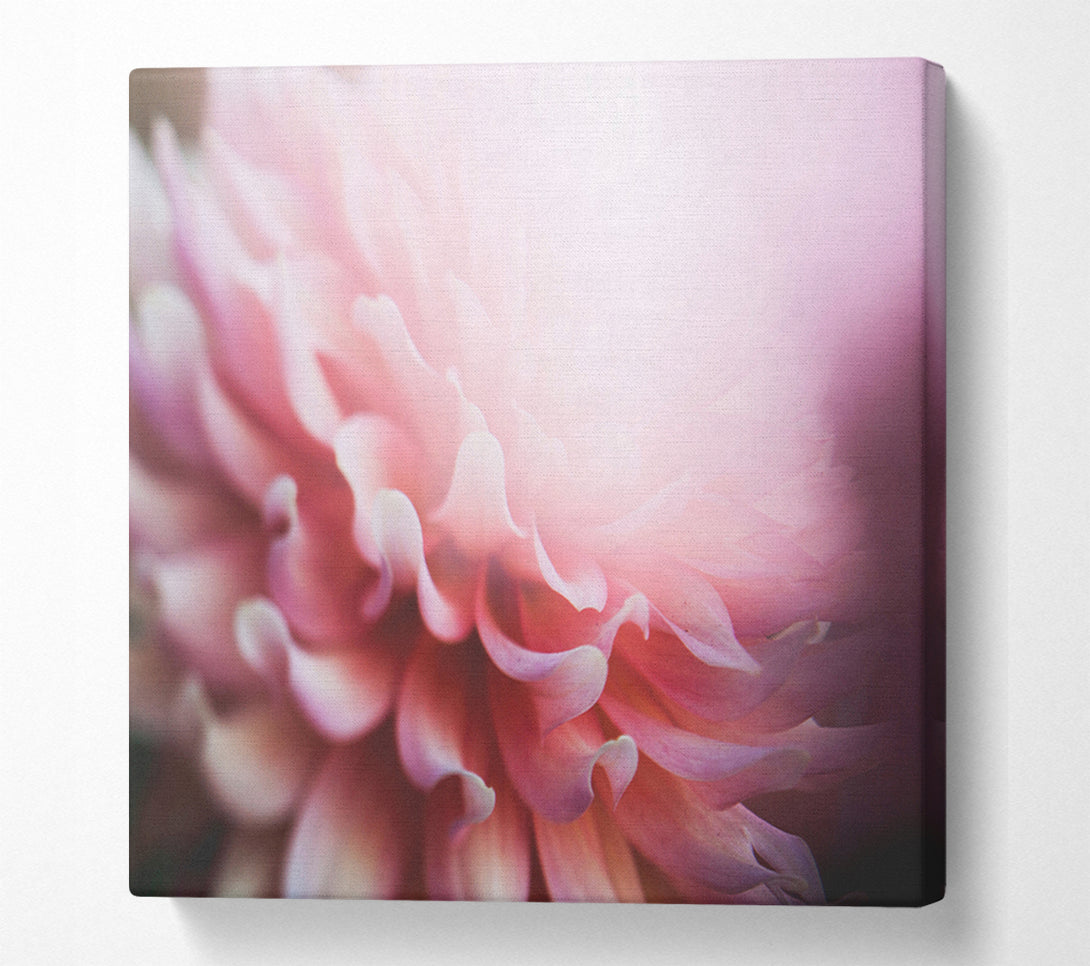  A Canvas Print of pink flower opening inside Canvas Art
