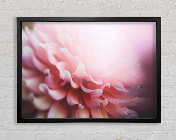 pink flower opening inside Framed Print