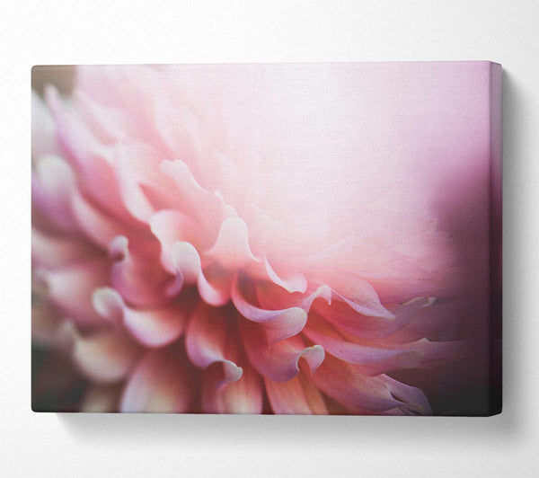  A Canvas Print of pink flower opening inside Canvas Art