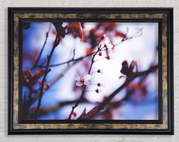 Tree blossom last standing Framed Print