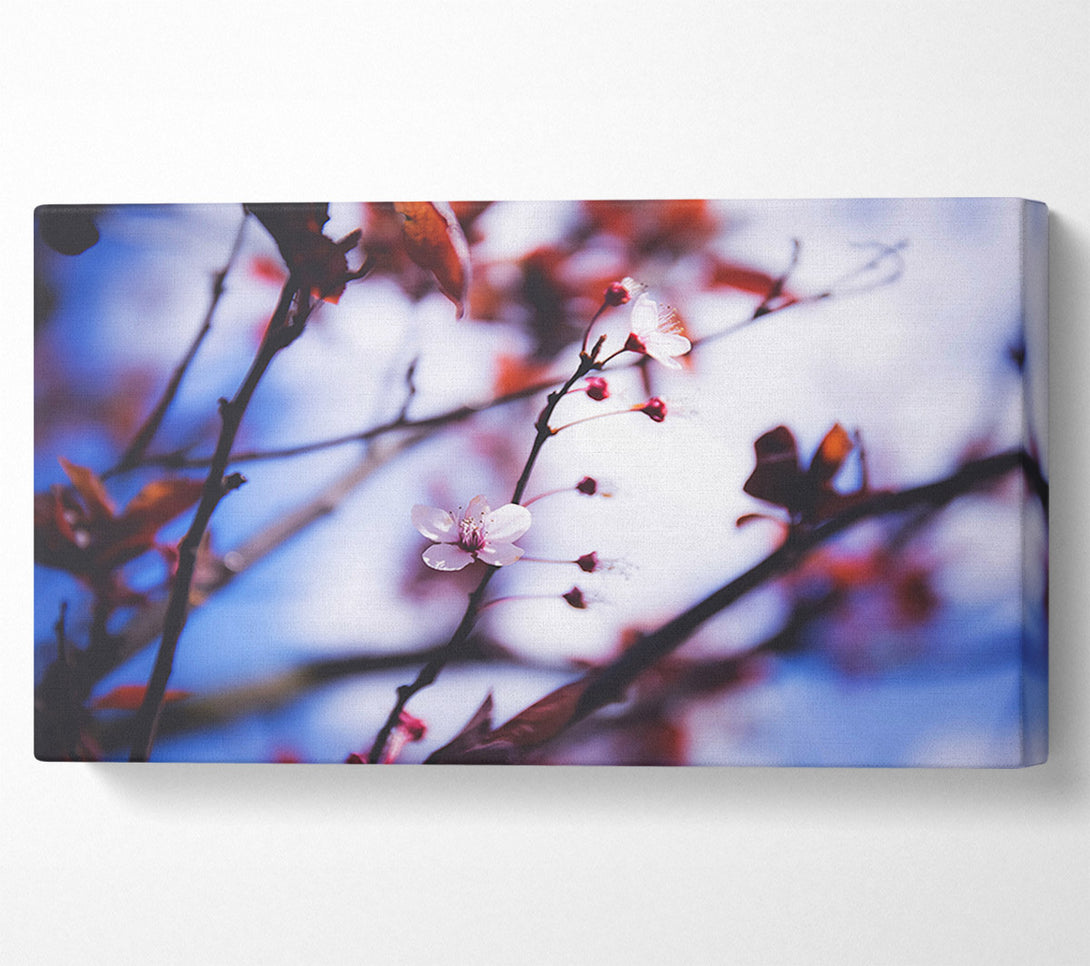  A Canvas Print of Tree blossom last standing Canvas Print