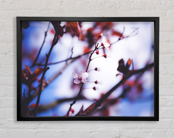 Tree blossom last standing Framed Print