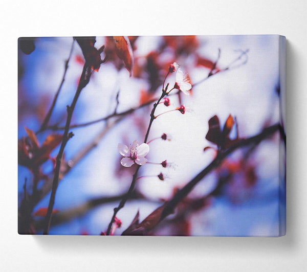  A Canvas Print of Tree blossom last standing Canvas Print