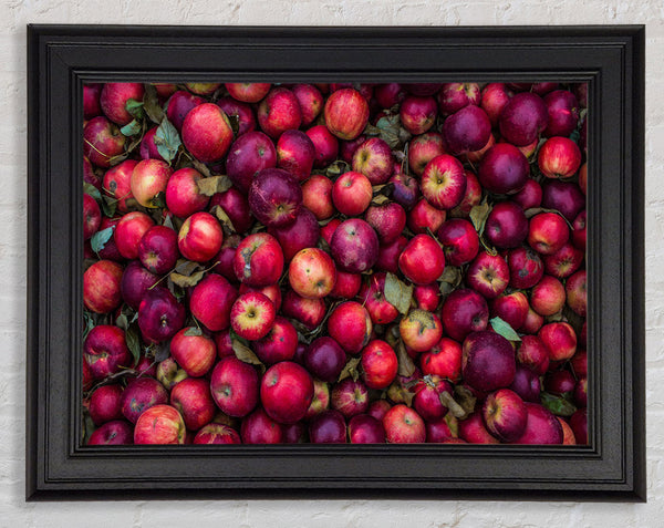 Collection of apples Framed Print
