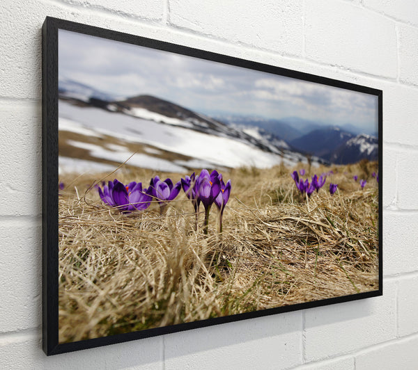 Purple crocus sprouting through the grass