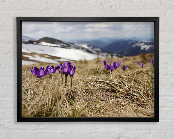 Purple crocus sprouting through the grass Framed Print
