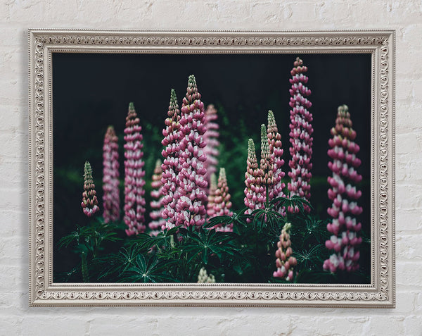 Loopins standing tall above the undergrowth Framed Print