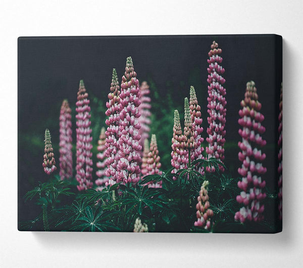  A Canvas Print of Loopins standing tall above the undergrowth Canvas Art