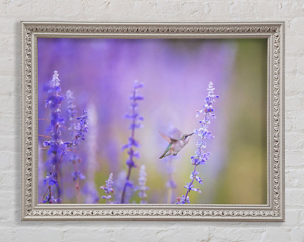 Humming bird feeding time Framed Print
