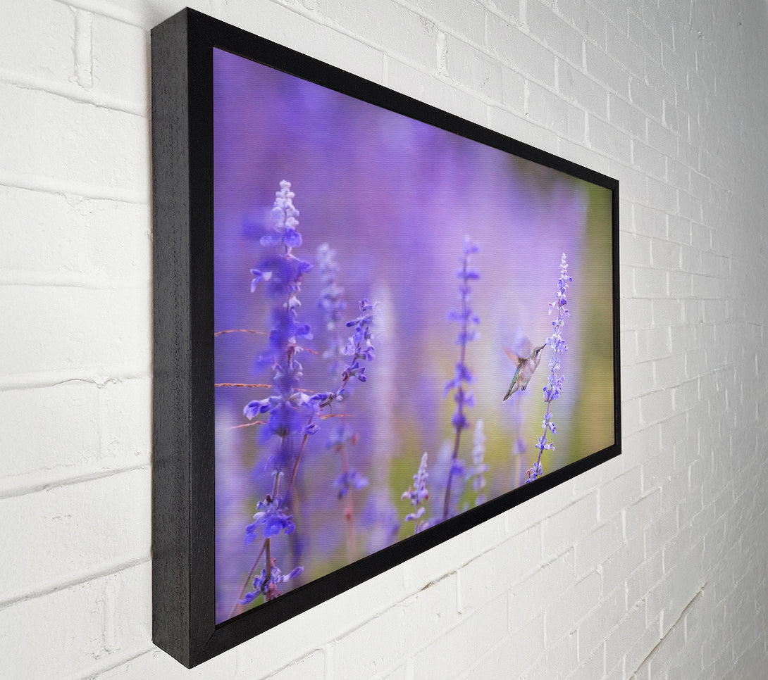  A Canvas Print of Humming bird feeding time Canvas Wall Art