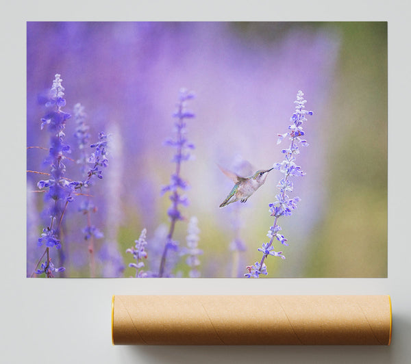 Humming Bird Feeding Time Print