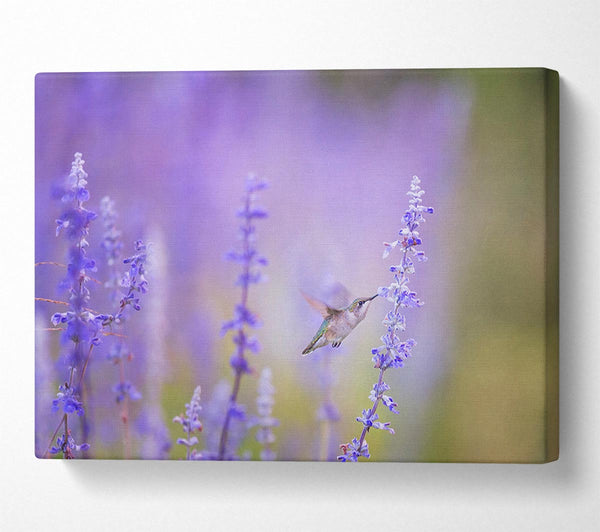  A Canvas Print of Humming bird feeding time Canvas Wall Art