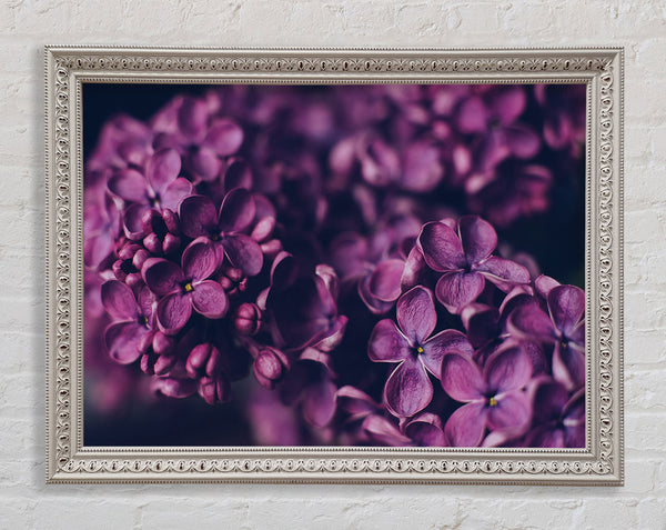 Minature purple flowers Framed Print