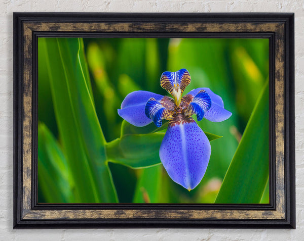 Tiny blue flower in shot Framed Print