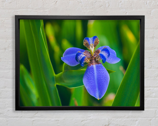 Tiny blue flower in shot Framed Print