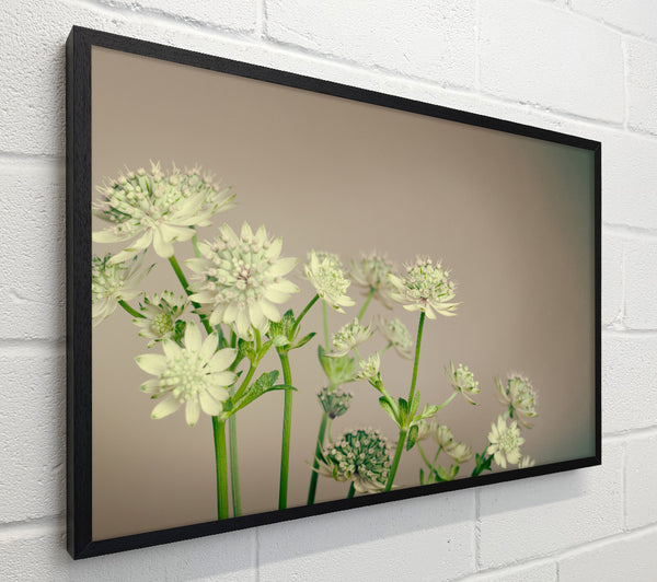 White flowes on the grey