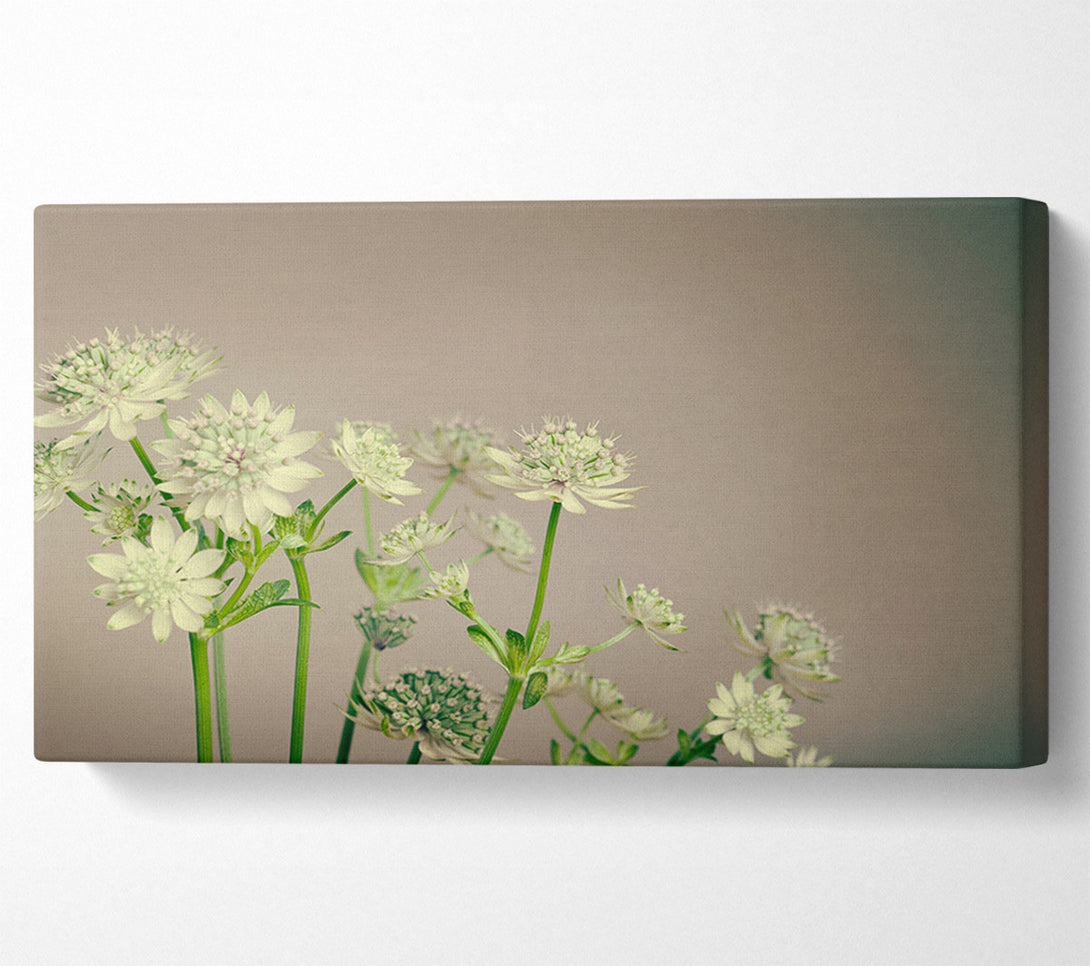  A Canvas Print of White flowes on the grey Canvas Art