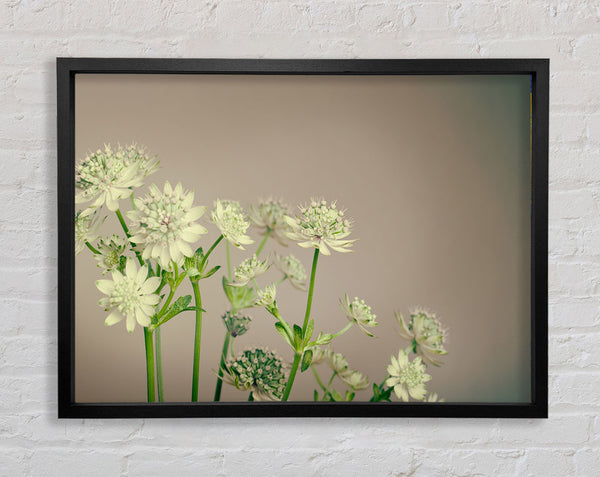 White flowes on the grey Framed Print