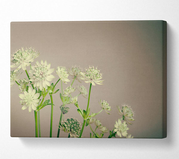  A Canvas Print of White flowes on the grey Canvas Art