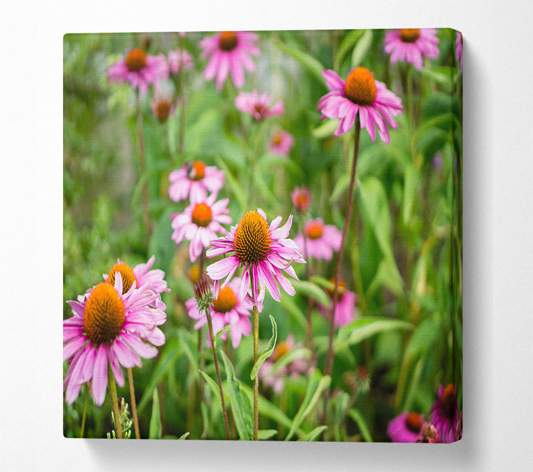  A Canvas Print of Pink flowers down below in the grass Canvas Art