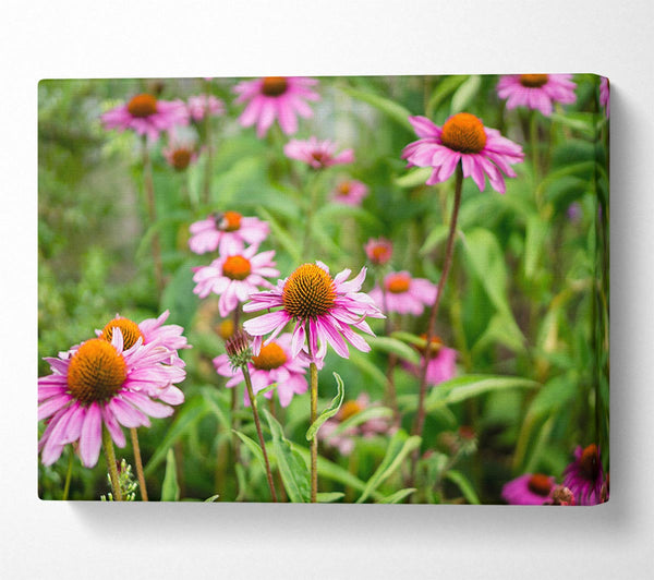  A Canvas Print of Pink flowers down below in the grass Canvas Art