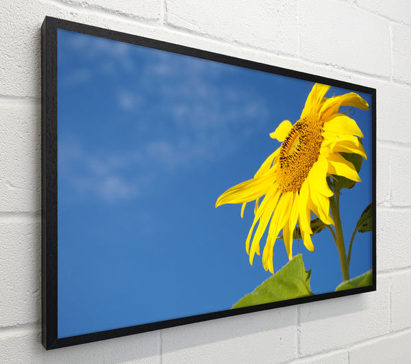 Yellow sunflower standing above the rest