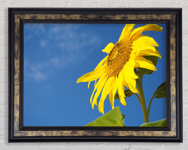 Yellow sunflower standing above the rest Framed Print
