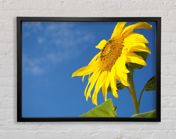 Yellow sunflower standing above the rest Framed Print