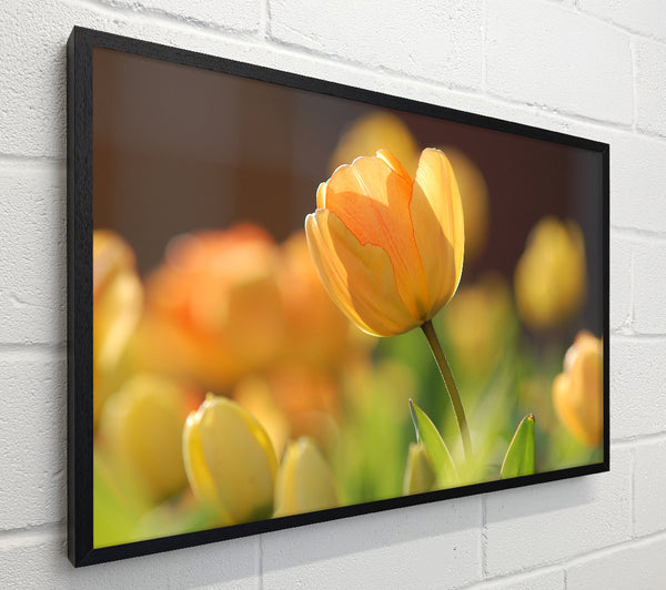Yellow tulip in the spring