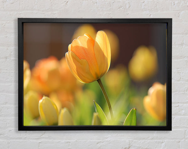 Yellow tulip in the spring Framed Print