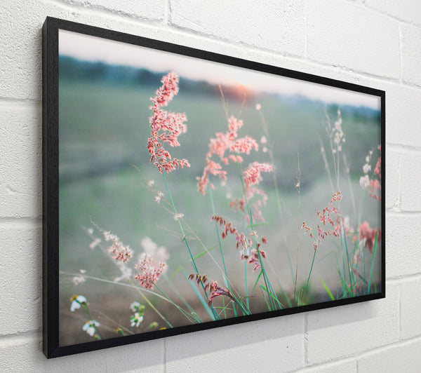 Peach coloured flowers in the morning meadow