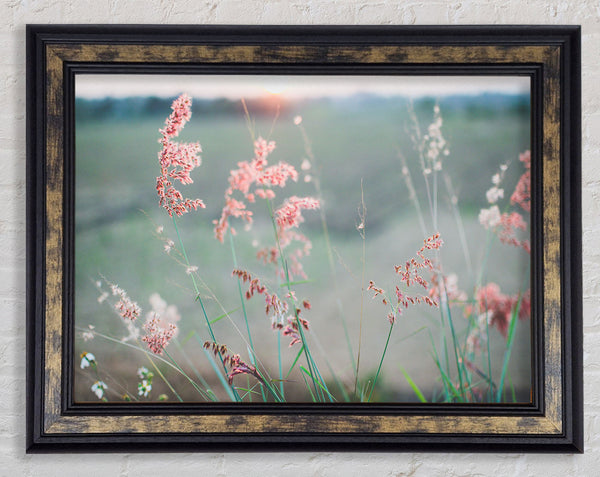 Peach coloured flowers in the morning meadow Framed Print