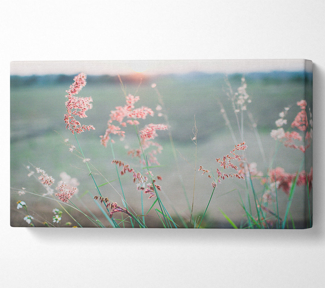  A Canvas Print of Peach coloured flowers in the morning meadow Canvas Art