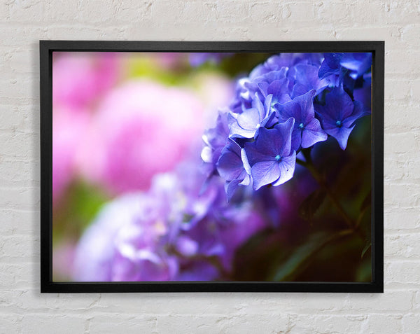 Pretty small purple flowers Framed Print